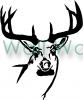 Buck (1) vinyl decal