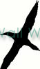 Flying Bird vinyl decal