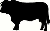 Bull vinyl decal