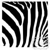 Zebra vinyl decal
