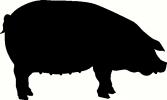 Pig vinyl decal