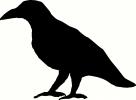 Raven vinyl decal