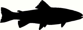 Trout Silhouette vinyl decal