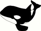 Killer Whale vinyl decal